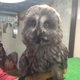Illustration for article titled Who Thinks Japans Owl Cafes Are a Hoot?